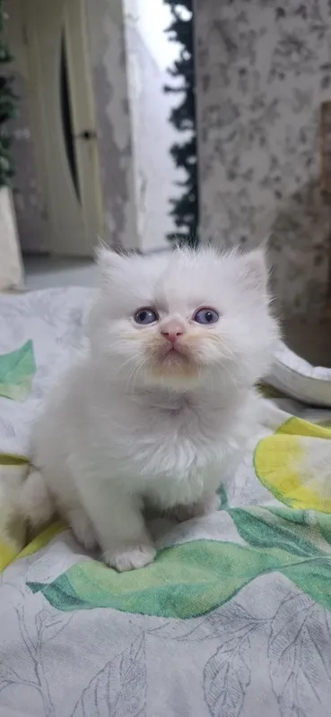 Продаются котята скотишь страйт,фолд. — фото 1