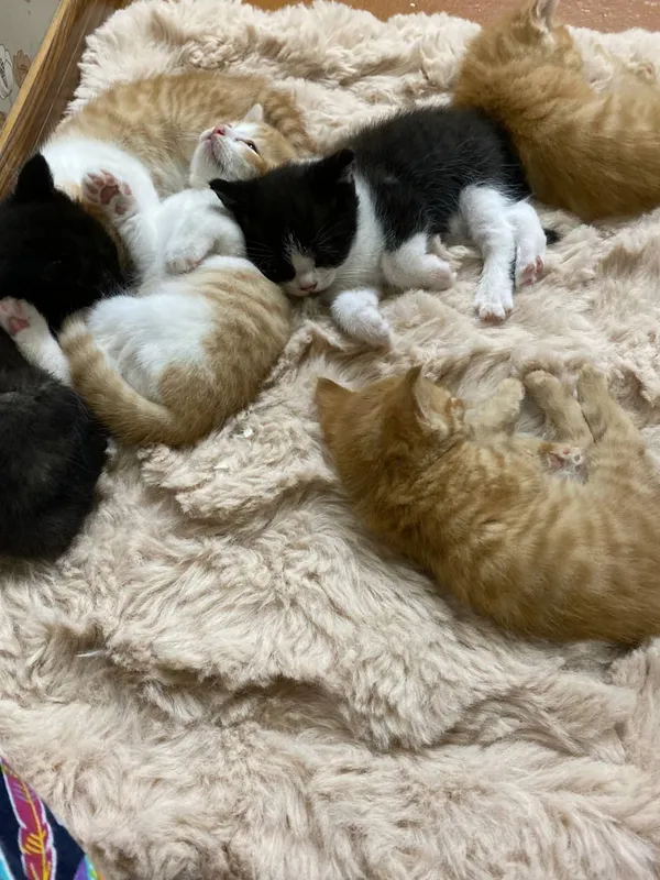 кошка 5 кошка 5