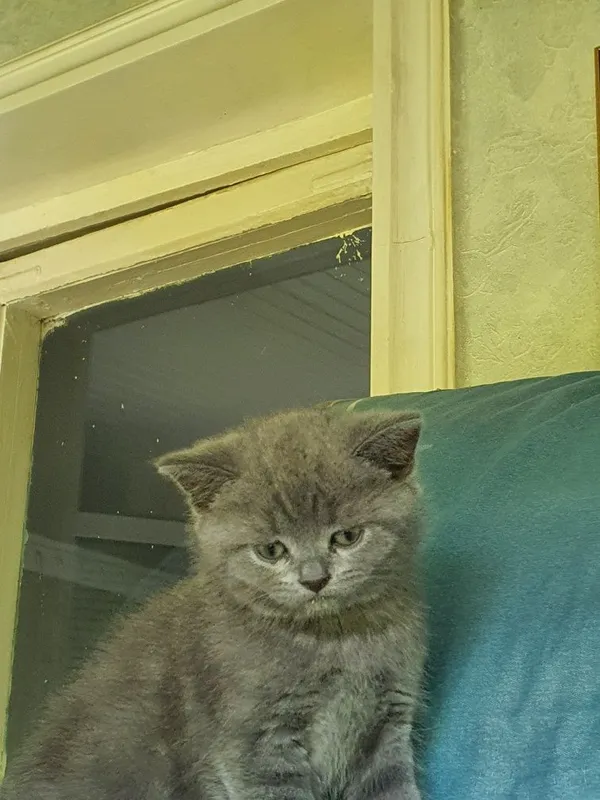 Скотиш страйт мальчик и девочка 2