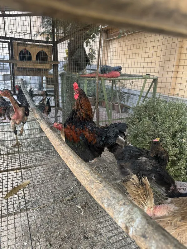 Tovuq ini xoroz va tovuqlar sotiladi — фото 2