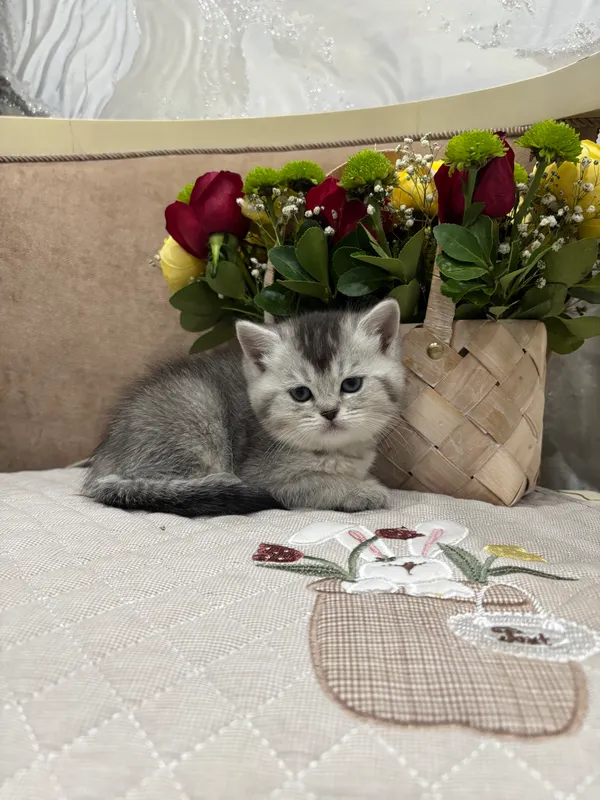 Мушук пародали 3