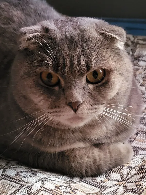 Кошка породы скотиш фолд — фото 3