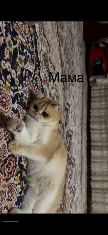 Британская золотая шиншилла NY11 6 Британская золотая шиншилла NY11 6