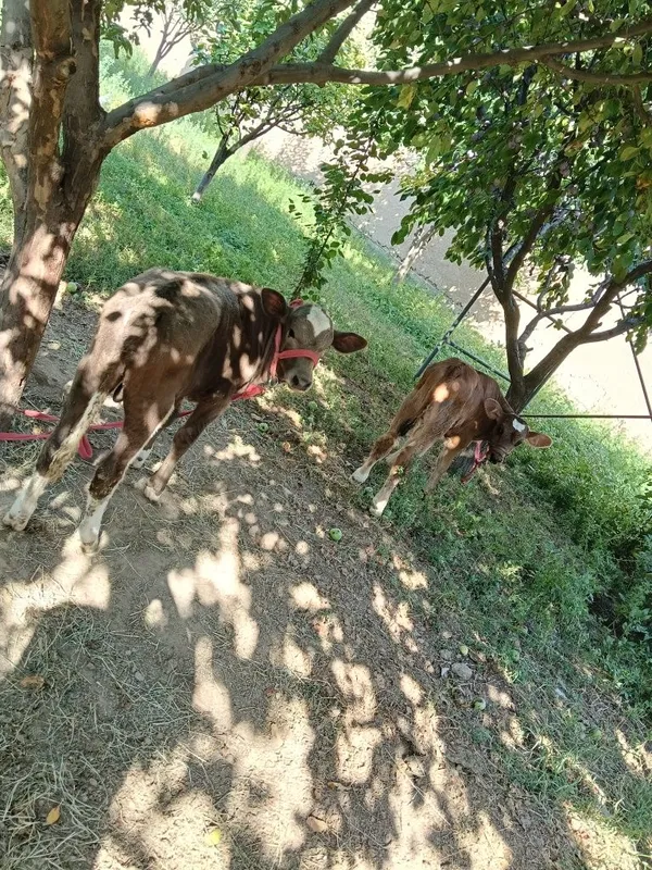 Sigir eston parodasi 2 ta bolasi bor 2