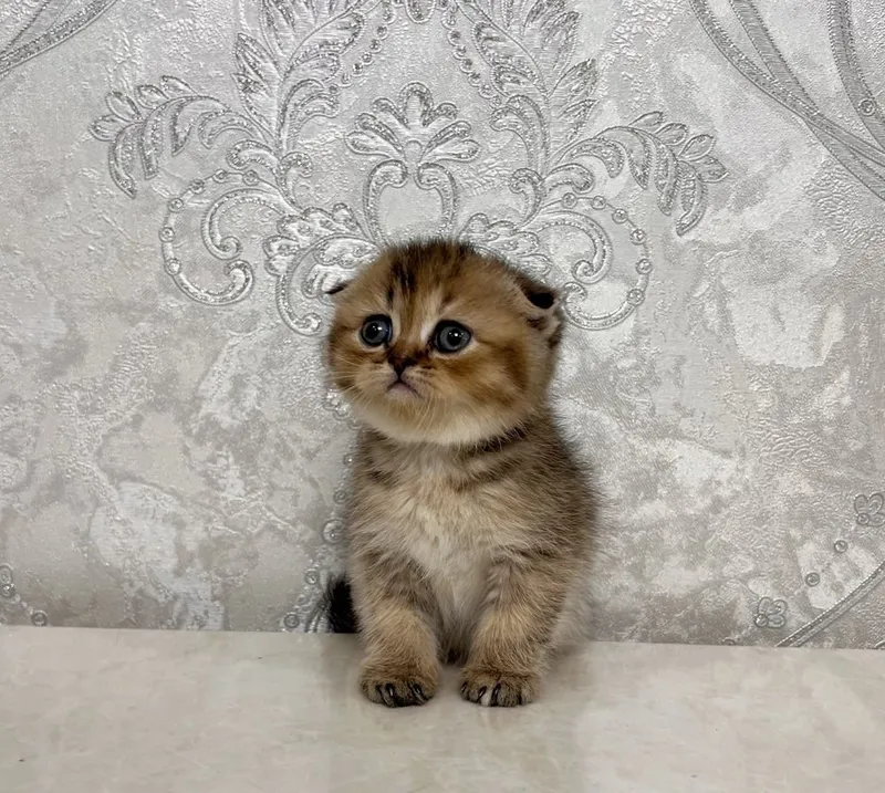 Scottish Fold chinchilla 3 Scottish Fold chinchilla 3