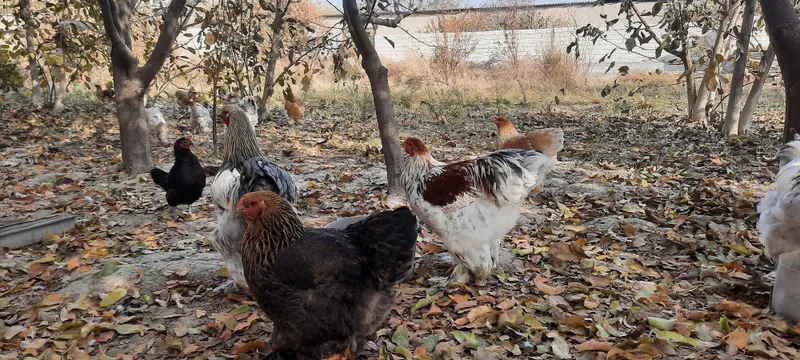 Брама тухумлари сотилади