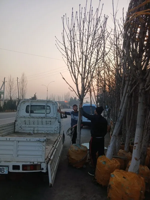 100% ishonchli Kashtan kochat va darxatlar bor — фото 2