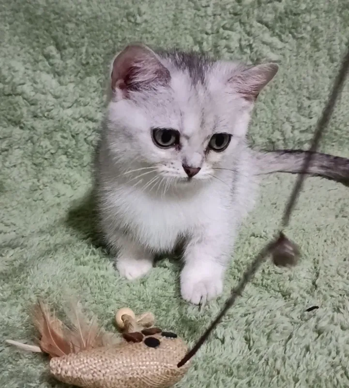 Малышка манчкин серебряная шиншилла — фото 1