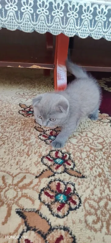 Scottish fold mushuk 5 Scottish fold mushuk 5