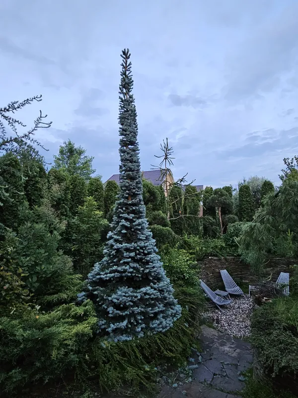 стрижка елок и деревьев — фото 1