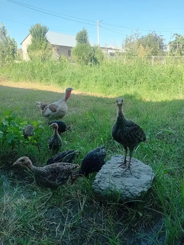Juda bolasiga mexribon ona kurka bor. 1