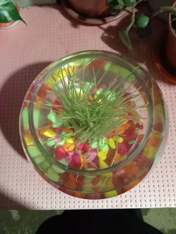 Akvarium sotiladi 3 kun ishlatilgan 3 litr — фото 1