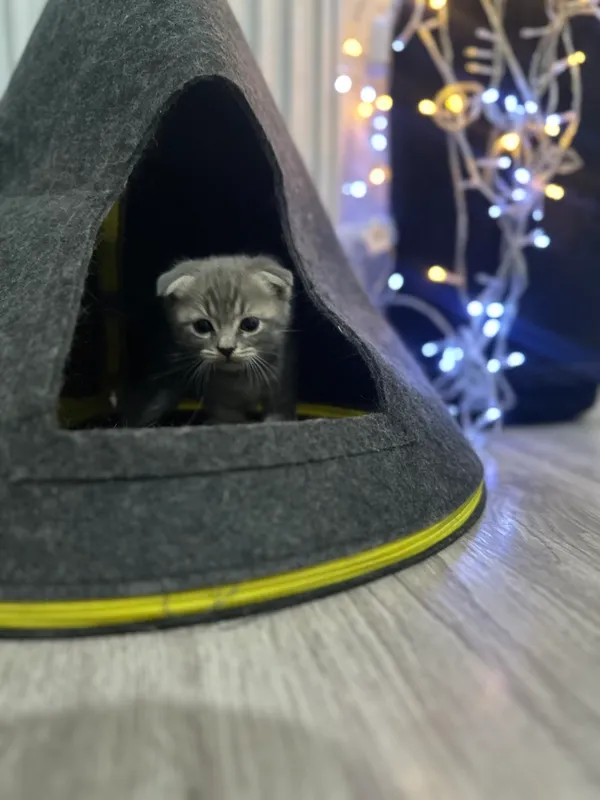 Котята 🐈⬛ — фото 1