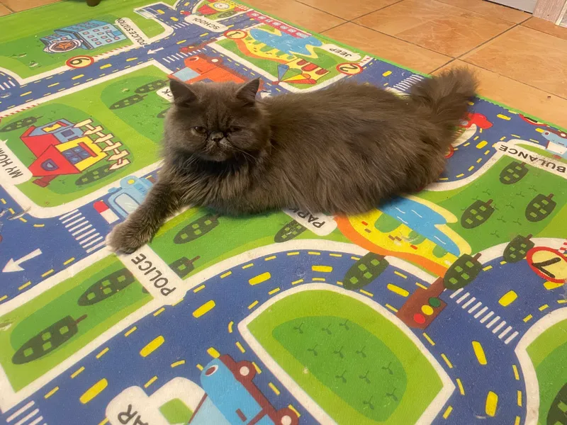 Ayollar hojatxonasida onanizm bilan shug‘ullanayotgan yigit qo‘lga olindi. Katta kokrak rus porno video