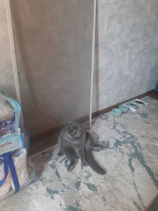 Отдам даром хорошие руки.Текинга — фото 2