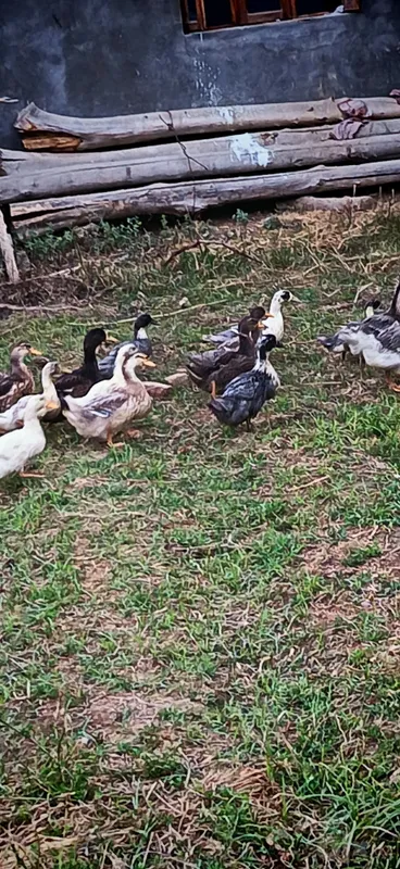 Kurka va o'rdaklar sotiladi 6 Kurka va o'rdaklar sotiladi 6