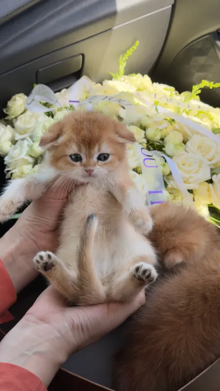 Золотая шиншилла — фото 3