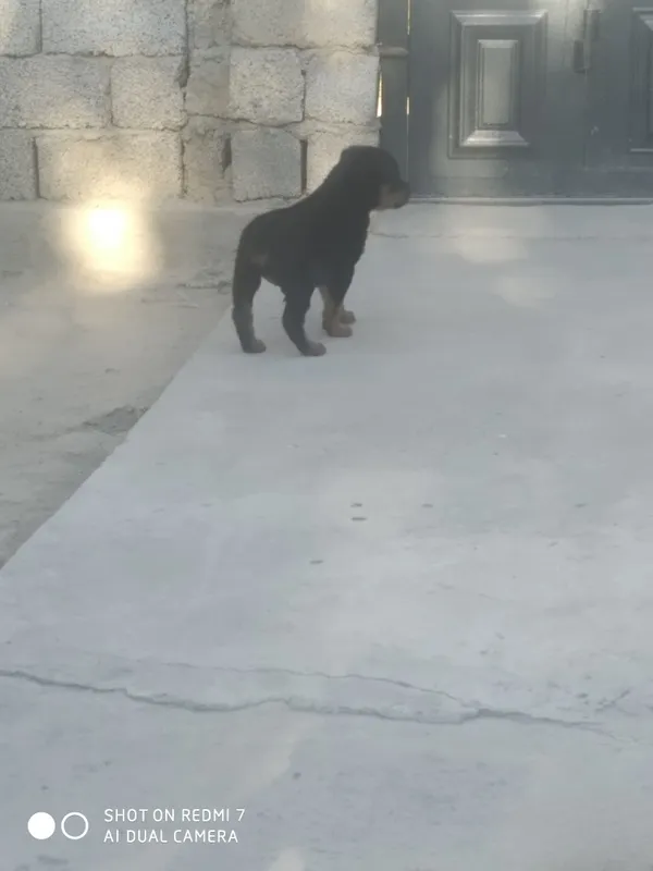 Zotdor rotveyler kuchukchasi 4 Zotdor rotveyler kuchukchasi 4