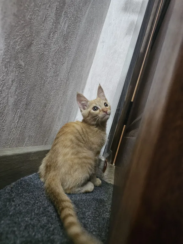 Рыжий Котёнок Мальчик в Добрые Руки! 3 Рыжий Котёнок Мальчик в Добрые Руки! 3