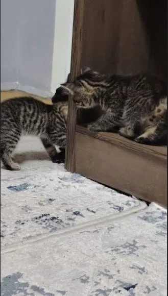 Котята братик и сестричка 7 Котята братик и сестричка 7