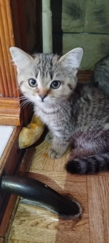 продается котенок