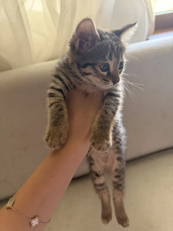 котёнки сдается в хорошие руки 2 котёнки сдается в хорошие руки 2