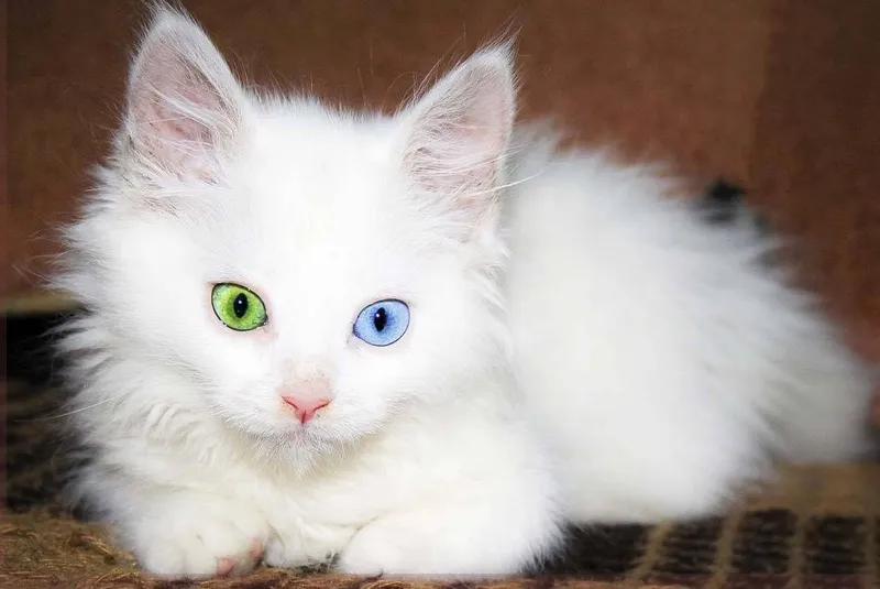 Котята турецкой ангоры 6 Котята турецкой ангоры 6