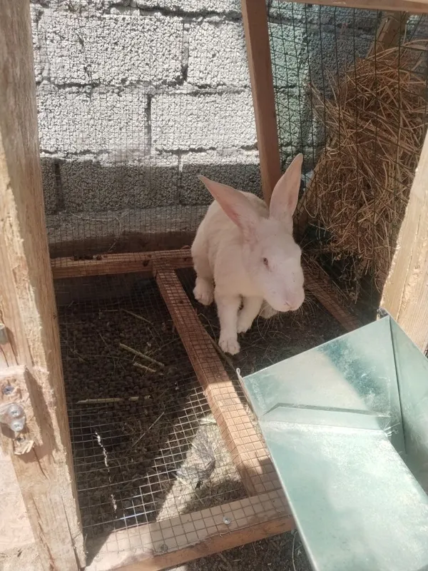 Quyonlar va quyon qafaslari sotilad 3