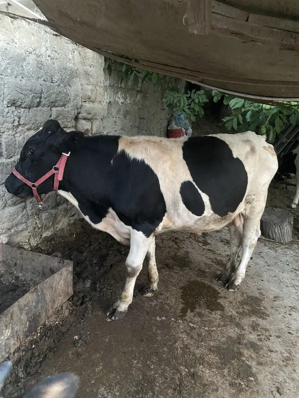 Buqalar sotiladi