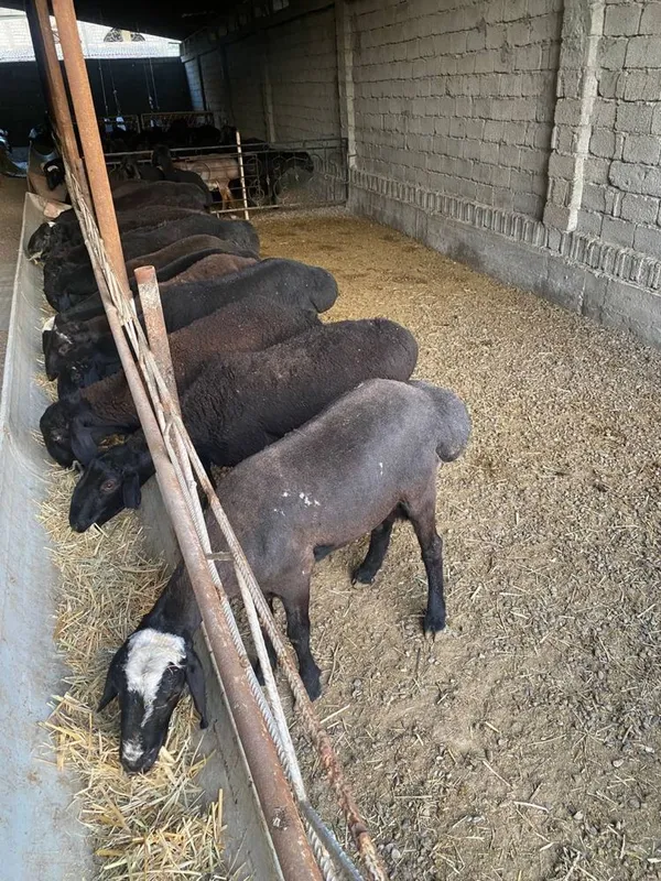 40 kilodan 80 kilogacha bo’lgan qo’chqorlar — фото 3