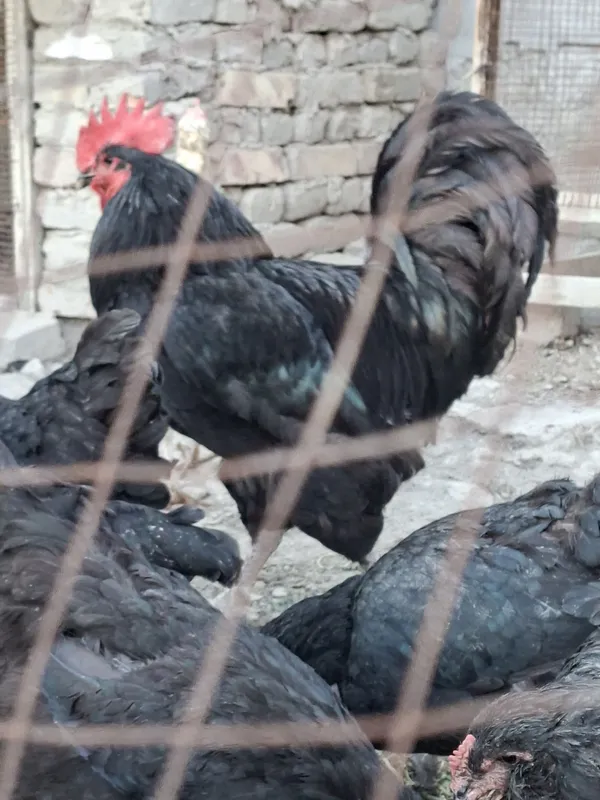 Кора шахзода хуроз 2