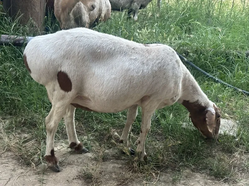 Arashan gibrit ona i bogoz qoyla 5