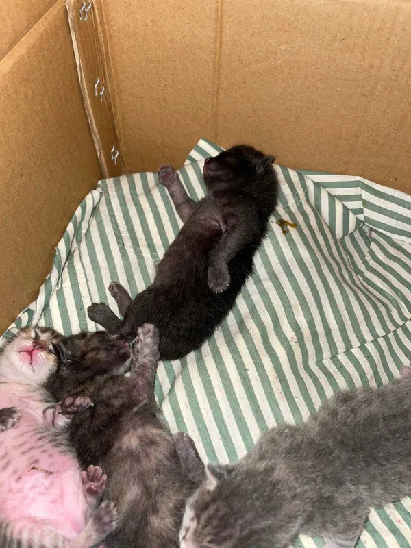 Котята в хорошие руки 2