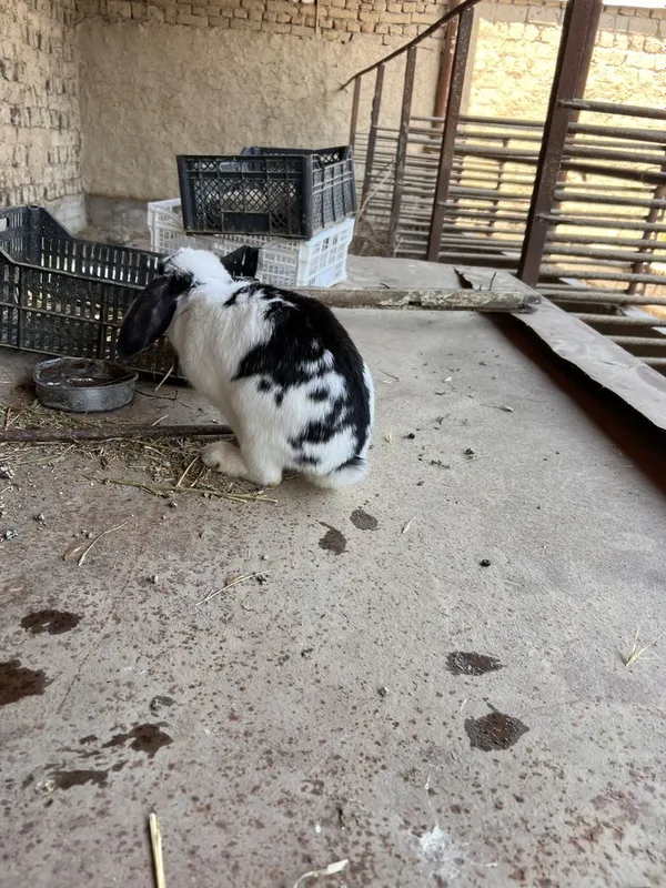 Karlik quyon sotiladi srochna 2 Karlik quyon sotiladi srochna 2