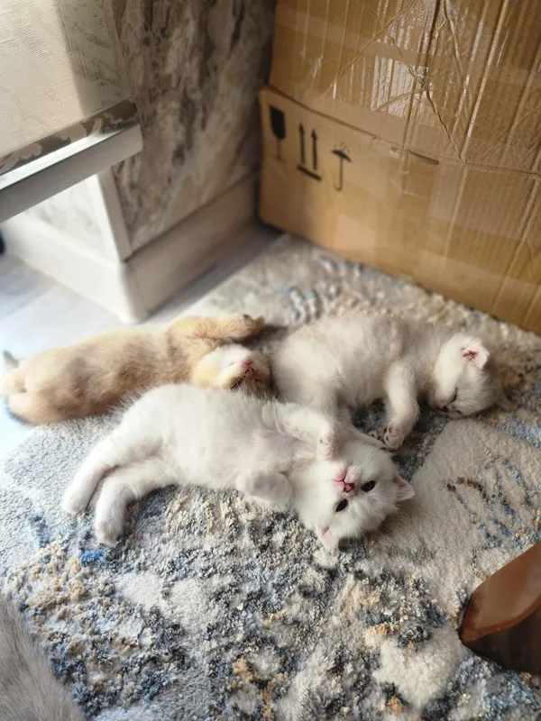 Scottish Fold, 1,5-месячные, 3 котёнка. 1 Scottish Fold, 1,5-месячные, 3 котёнка. 1