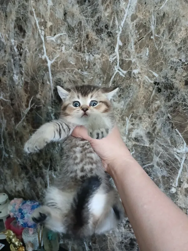 продаю котёнка девачку — фото 1