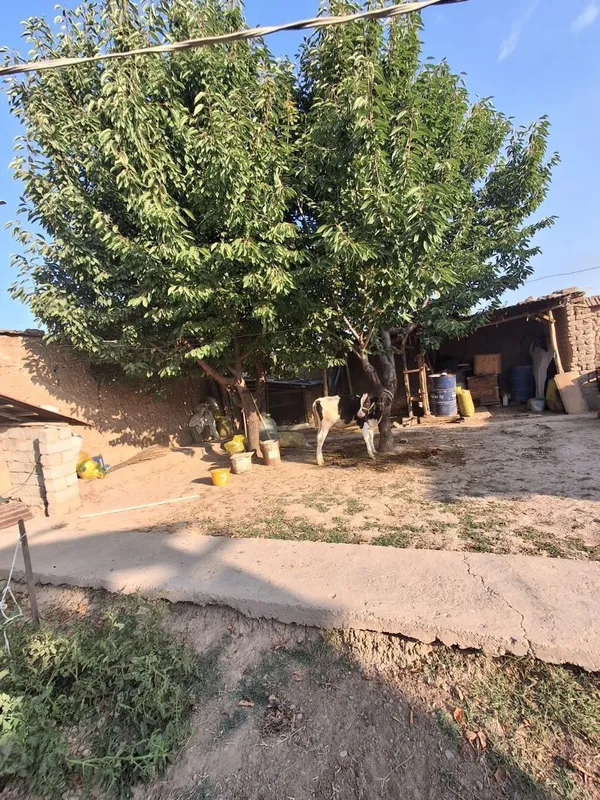 Yer sotiladi o"zmiz yashab turgan xovlni yarmi 3 Yer sotiladi o"zmiz yashab turgan xovlni yarmi 3