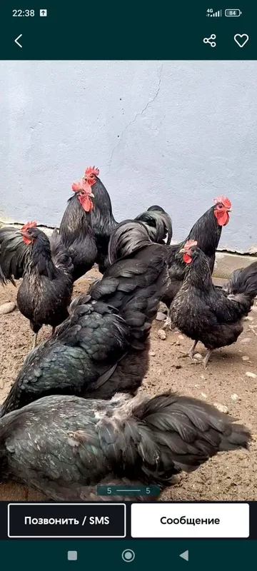 Astrolop jojalari 4 oylik 2
