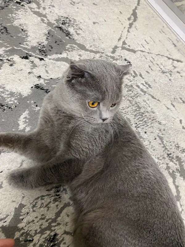 Хочу продать моего кота. 7 Хочу продать моего кота. 7