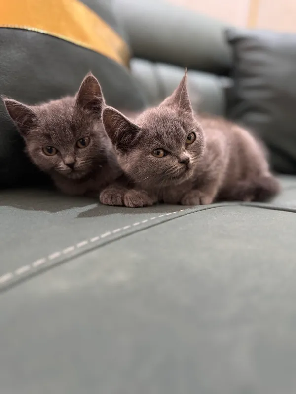 Котята породистые — фото 6