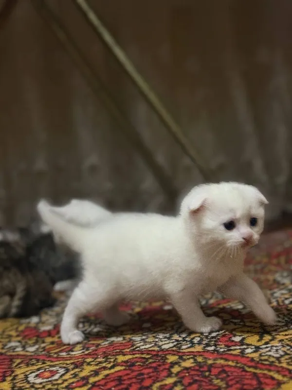 Mushuklar (Scottish Fold)