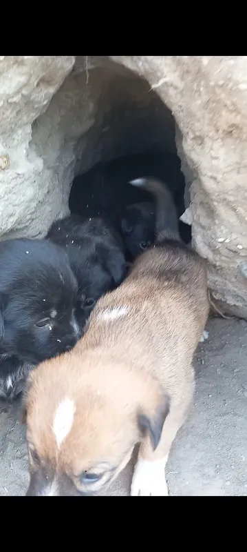 Oxotnik kuchuklari bor 5 dona100mingdan — фото 4