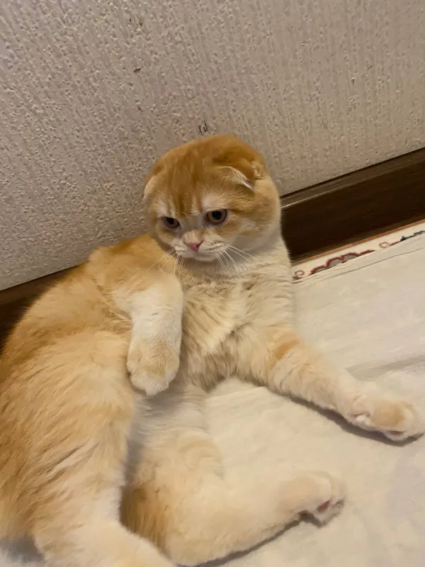 Котёнок 1 Котёнок 1