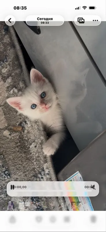Отдаются котята в добрые руки 8