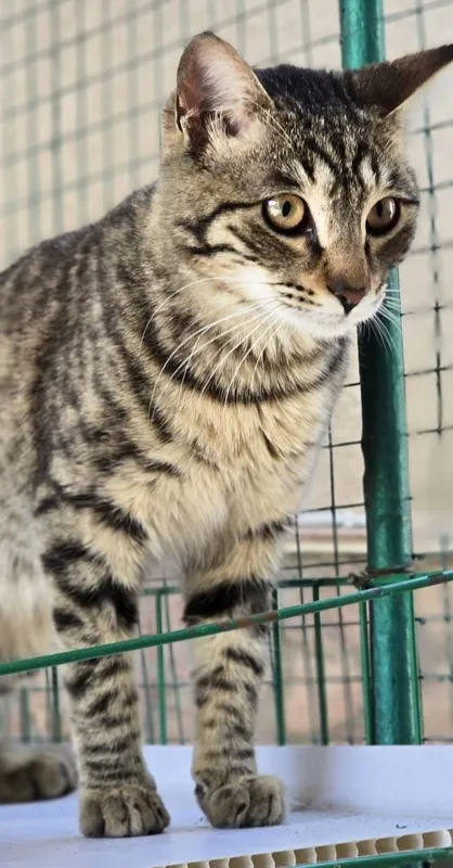 Котик ищет дом и любящих хозяев
