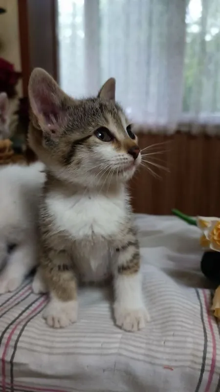 Отдаем котят чистенькие 8 Отдаем котят чистенькие 8