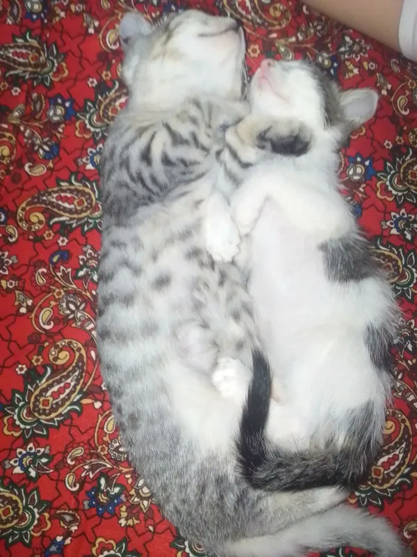 Домашняя кошка 2 Домашняя кошка 2