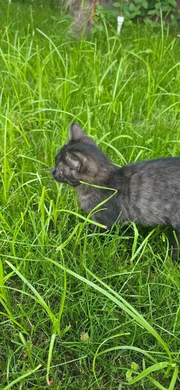 Кошка Scottish Straight — фото 3