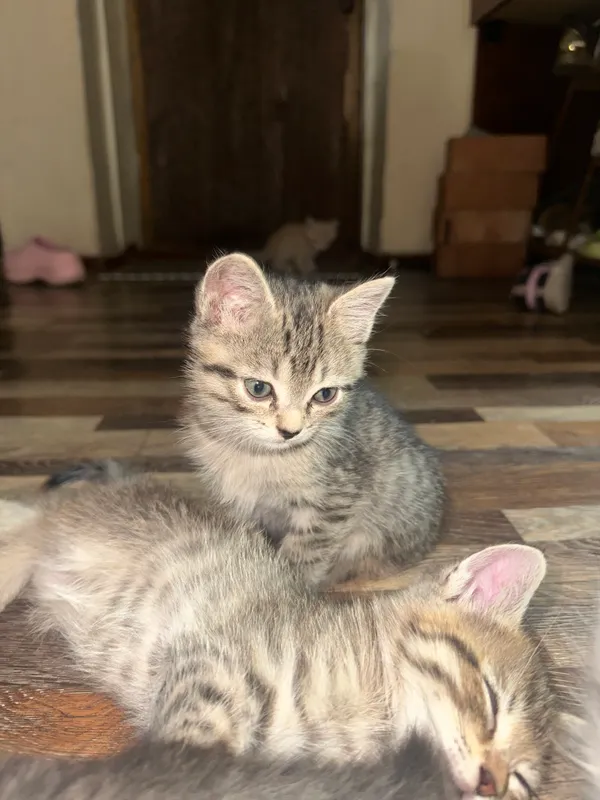 Mushukchalar 2 Mushukchalar 2