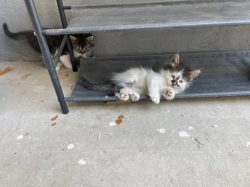 котята полтора-два месяца три мальчика одна девочка котята полтора-два месяца три мальчика одна девочка